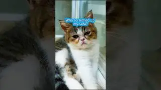 Who scratched up my sofa? #cat #pets #viral #kitten #trending #funnycats #funny #funnyanimals #cute