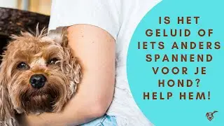 Is het geluid of iets anders spannend voor je hond? Help hem!