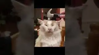 Bonk cat