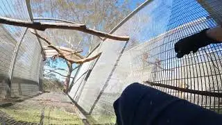 How to set Perches in Flocking Aviaries