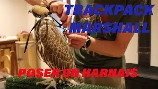 Comment poser un harnais Trackpack sur un rapace .