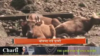 Fresh Life at Bondla Zoo! Bears and Deer Brought from Pune and Chhattisgarh || GOA365