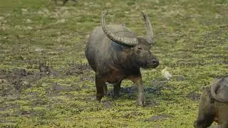 The Indian wild water buffalo, also called Asian buffalo, Asiatic buffalo and wild Asian buffalo