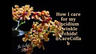 Как я ухаживаю за своими орхидеями Twinkle сорта &laquo;Ондициум&raquo;! @CareCollab
