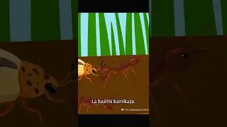 Des fourmis qui explosent ?! La fourmi kamikaze  #insectes #fourmis #nature