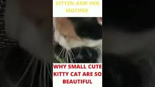 WHY SMALL CUTE KITTY CAT ARE SO BEAUTIFULASMR in 1 minute |#shorts💕|@Spreading Knowledge|