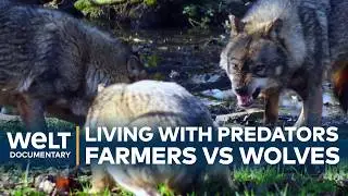 Wolves vs farmers: coexistence and conflict in modern Europe