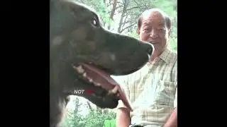 This Stray Dog Has Avoided Human Touch for 5 Years #petstory  #dog  #rescue