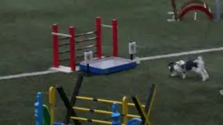 SM i Kaninhoppning