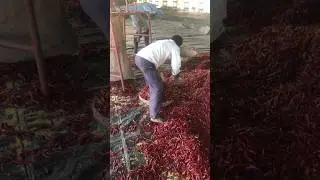 Red chilli packing prodecure #chilli #viral