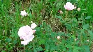 Pink Patio Roses