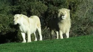 West Midlands Safari Park Trip - (December 2017)