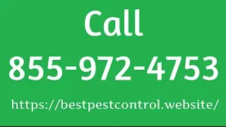 Emergency Pest Control Tampa - Pest Control Tampa | Call 855-972-4753