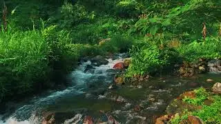Peaceful River Flowing Through a Quiet Forest &ndash; Gentle Nature Sounds for Deep Sleep and Study Focus
