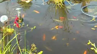 Fodring af fisk