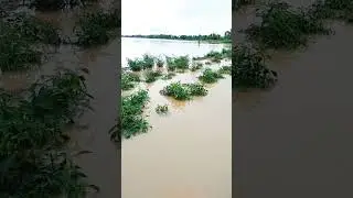 Farmers crops got damage due to flash flood(Baha) #garden #farming #farmers