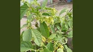 Kecewa