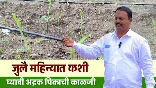 जुलै महिन्याचे आले (अद्रक) पीक नियोजन | adrak | लक्ष्मण काळे