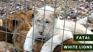 The Wild's Rare and Deadly Killers | White Lions