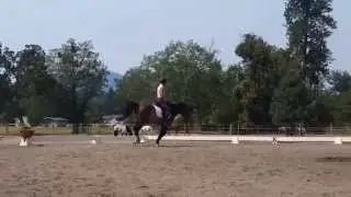 Dauntless-Three year old Weser-Ems German Riding Pony Stallion-dressage training #1