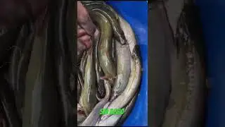 Bangladesh Fish Farming & Export Process 🇧🇩 | SM Agro BD Fishing Shorts