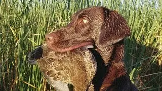 Timber's Debut! First Hunt for Duck Dog! -California Duck Hunting 2017