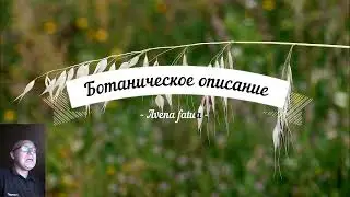 Овсюг обыкновенный  или дикий овёс Avena fatua