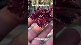 Buy Rare Imported Purple Adenium Plant Online Shopping 🪴 #adenium #plants #flowers #garden