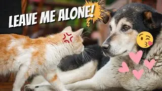 Teach your dog to leave your cat alone!