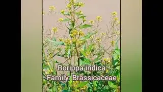 Common plants... Rorippa indica (বন সরিষা) ।। Family: Brassicaceae