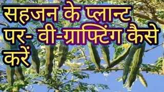 V_grafting to moringa Plant/#सहजन प्लान्ट पर-वी-ग्राफ्टिंग #tranding#viralvideos#plants#gardning