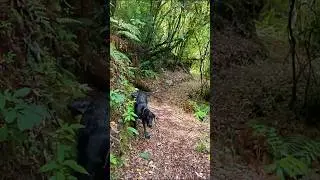 The Reality of Hiking with Dogs in NZ