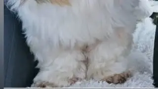 Gelungenste Foto von meinem Hund Udi 🐕