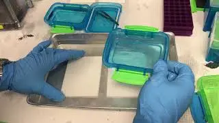 Western Blot Transfer