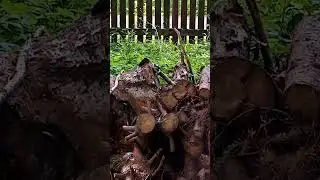 Дятел прилетел на дрова. #дятел The woodpecker came for the wood. #woodpecker #nature #shorts #birds