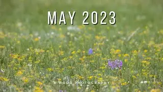 Marvelous May 🌼🐤