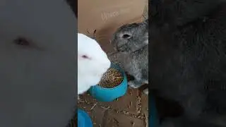 this is how much pellets I give rabbits per day #bunny #rabbit #food