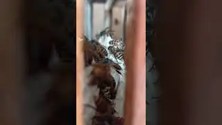 1 month old apis cerana/laywan