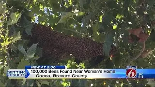 10K bees found near woman's home
