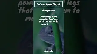 Did you know this about kangaroos? #animals #wildlife #animalgoals #animalkingdom