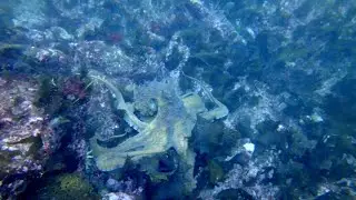 Giant Pacific Octopus Released in Alaska Ocean