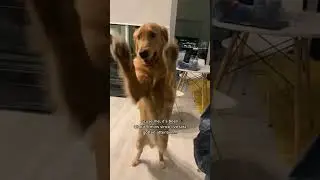How My Golden Retriever Puppy Begs for Attention #cutedog #shorts #goldenretriever