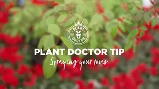 Plant Doctor Tips - Spraying Your Roses