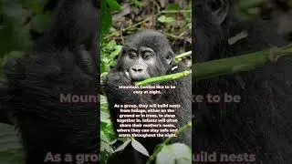 3 Interesting Facts About Mountain Gorillas  #discoverafrica #mountaingorillas #wildlife