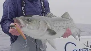 60 Second How-To: Topwater Stripers with Poppers