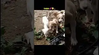My happiness 🥰🤌🏻&hellip; #help #dogs #humanity #vgraphypraveen #reels