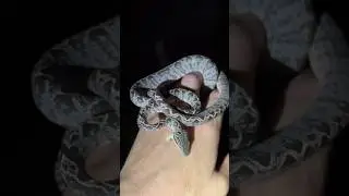 Exploring the Amazon rainforest at night #amazonrainforest# #youtubeshorts#wildlife#animals#shorts