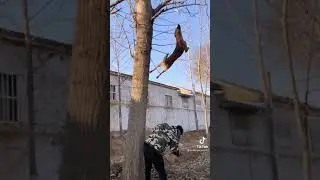 Dog goes flying 😂
