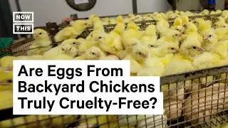 What to Know Before Raising Backyard Chickens