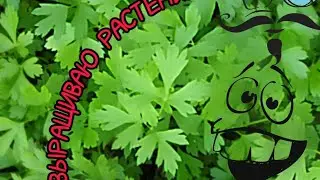 ЭКСПЕРЕМЕНТ СОЖАЮ РАСТЕНИЬЯ//САДОВОДСТВО//ЧТО..?